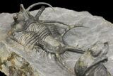 Ceratarges Trilobite With Spines-On-Spines - Zireg, Morocco #171023-5